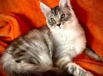 Sofiya - Maine Coon Kitten For Sale - 