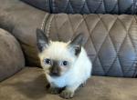 Oliver - Siamese Kitten For Sale - Morristown, NJ, US