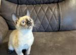 Tommy - Siamese Kitten For Sale - Morristown, NJ, US