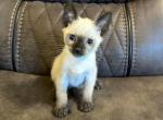 Milo - Siamese Kitten For Sale - 