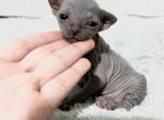 CatLuvCattery - Sphynx Kitten For Sale - 