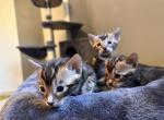 Bengal Litter Spotted And Marbled - Bengal Kitten For Sale - Milwaukee, WI, US