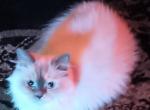 Persian Ragdolls - Ragdoll Kitten For Sale - Baton Rouge, LA, US