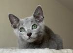 Quick Silver - Russian Blue Kitten For Sale - Hollywood, FL, US