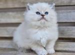 Blue mintted torbie - Ragdoll Kitten For Sale - Farmville, VA, US