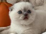 Marshmallow - Scottish Fold Kitten For Sale - New York, NY, US