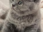 Lola - British Shorthair Kitten For Sale - New York, NY, US