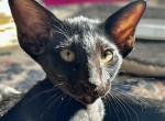 Ebony Black Male Oriental Shorthair OSH Kitten - Oriental Kitten For Sale - NJ, US