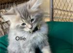 Ollie - Siberian Kitten For Sale - VA, US