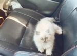 lucy - Himalayan Kitten For Sale - Mount Prospect, IL, US