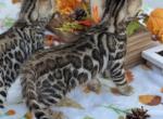 Bengal Beautys - Bengal Kitten For Adoption - Vacaville, CA, US