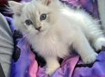 Seal bicolor ragdoll - Ragdoll Kitten For Adoption - Anniston, AL, US