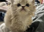 Seal Mitted ragdoll - Ragdoll Kitten For Sale - Anniston, AL, US