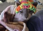 Sphynx Seal Point - Sphynx Cat For Sale - Indianapolis, IN, US