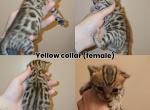 Ready for christmas - Bengal Kitten For Sale - 