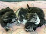 Maine Coon kittens - Maine Coon Kitten For Sale - Waukesha, WI, US