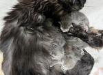 Registered Maine Coon kittens - Maine Coon Kitten For Sale - Waukesha, WI, US