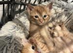 Didntname - American Shorthair Kitten For Sale - Chicopee, MA, US