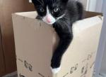 Rehoming Tuxedo Kitten - Domestic Kitten For Adoption - Chicopee, MA, US