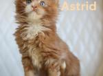 Beetlejuice litter - Maine Coon Kitten For Sale - 