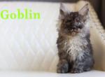 Majestic creatures litter - Maine Coon Kitten For Sale - 