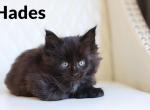 God & Goddess litter Poly - Maine Coon Kitten For Sale - 