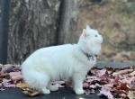 Iris - Minuet Kitten For Sale - West Branch, MI, US