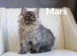 Planets litter - Maine Coon Kitten For Sale - Omaha, NE, US