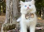 Mater - Minuet Kitten For Sale - West Branch, MI, US