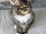 Mocha - Persian Kitten For Sale - Tallahassee, FL, US