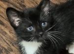 Royal - American Shorthair Kitten For Sale - Irving, TX, US