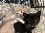 Noname1 - American Wirehair Kitten For Sale - 