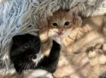 Noname2 - American Shorthair Kitten For Sale - 