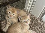 Noname4 - American Shorthair Kitten For Sale - Chicopee, MA, US