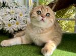 Lily - Scottish Fold Kitten For Sale - 