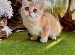 Beautiful - Scottish Straight Kitten For Sale - 