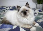 Ariana - Ragdoll Kitten For Sale - Tuscaloosa, AL, US