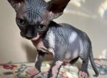 Male& Female Sphynx kittens - Sphynx Kitten For Sale - Boston, MA, US