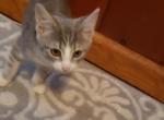 Girl - Domestic Kitten For Sale - Marlboro, CT, US