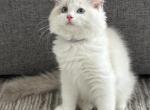 Milo Lilac - Ragdoll Kitten For Sale - 