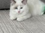 Milo Lilac - Ragdoll Kitten For Sale - 