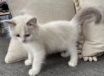 Romeo brown C - Ragdoll Kitten For Sale - 