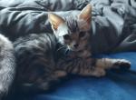 Rowan - Bengal Kitten For Sale - 