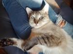 Mom lynx point also have her baby available - Siamese Cat For Sale - Genoa City, WI, US