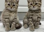 Alisa and Leo twins - Scottish Straight Kitten For Sale - Staten Island, NY, US