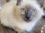 Blue point Siamese male - Siamese Kitten For Sale - Genoa City, WI, US