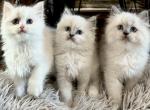 Ragdoll Designer Crossbreed Purrdoll Kittens - Persian Kitten For Sale - Nixa, MO, US