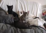 Russian blue babies - Russian Blue Kitten For Sale - Newberg, OR, US