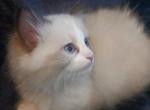 Chloe's Kittens - Ragdoll Kitten For Sale - Kansas City, MO, US