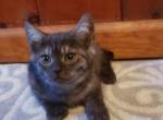 Volk - Domestic Kitten For Sale - Marlboro, CT, US